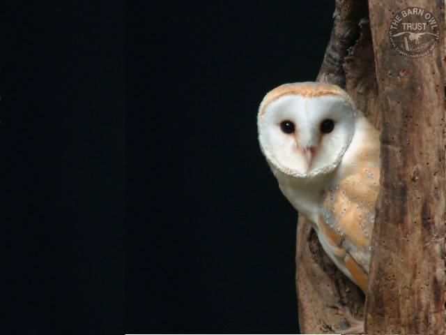 Windows 7 Theme: Barn Owls - Calm IT